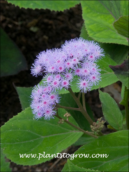 Flat Topped Ageratum (Ageratum corymbosum) 
The flowers a more loosely bunched than the common variety Ageratum